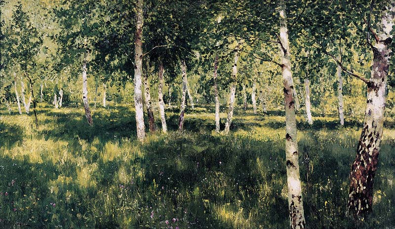 Birch Forest